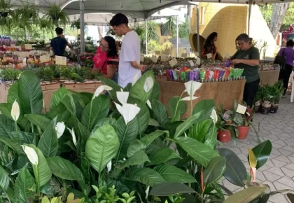 Feira das Flores