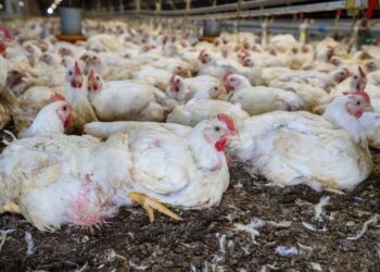 Publicada lei que destina R$ 83,5 milhões para sanidade agropecuária