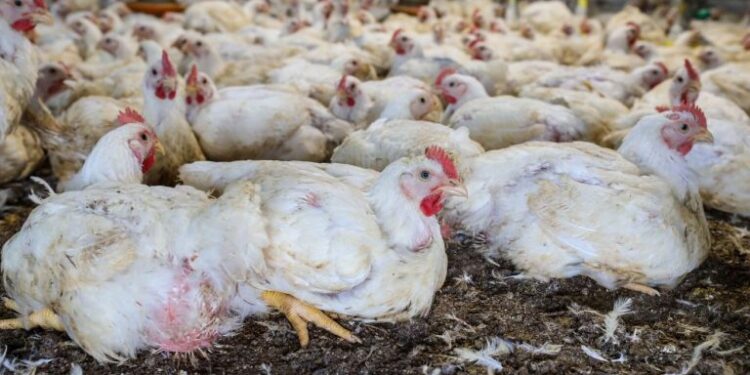 Publicada lei que destina R$ 83,5 milhões para sanidade agropecuária